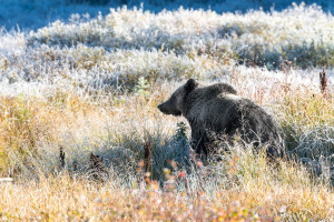 Grizzly Bear - Yellowstone NP