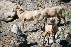 Bighorn Sheep - Yellowstone NP