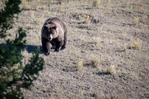 Grizzly Bear - Yellowstone NP