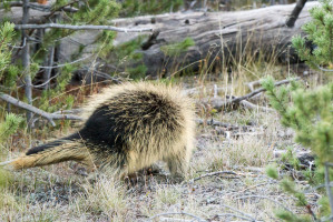 Porcupine - Yellowstone NP