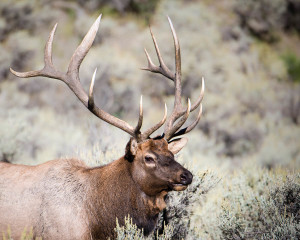 Elk - Yellowstone NP