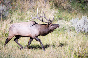 Elk - Yellowstone NP