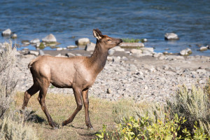 Elk - Yellowstone NP