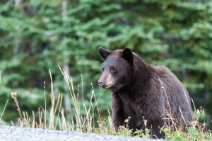 Black Bear - Yellowstone NP