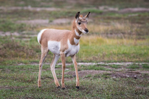 Pronghorn - Grand Teton NP