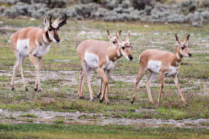 Pronghorn - Grand Teton NP