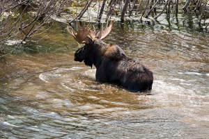 Moose - Grand Teton NP