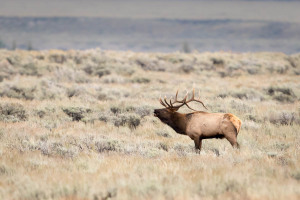 Elk - Grand Teton NP