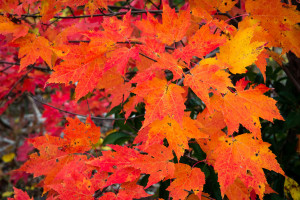 Rich Mountain - Great Smoky Mountains NP