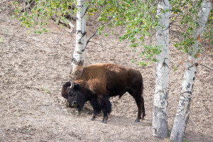 Bison - Grand Teton NP