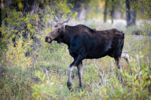 Moose - Grand Teton NP