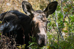 Moose - Grand Teton NP