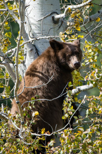 Cinnamon Black Bear - Grand Teton NP