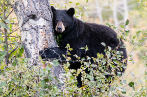 Black Bear - Grand Teton NP