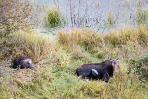 Moose - Grand Teton NP