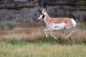 Pronghorn - Grand Teton NP