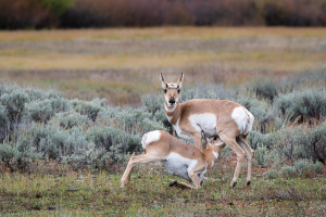 Pronghorn - Grand Teton NP