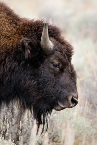 Bison - Grand Teton NP