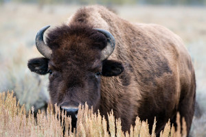 Bison - Grand Teton NP