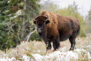 Bison - Grand Teton NP