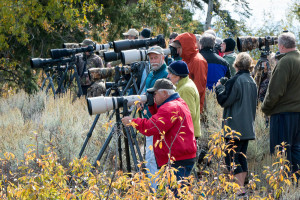 Moose paparazzi - Grand Teton NP