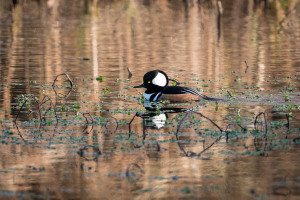 Hooded Merganser - Newport News, VA