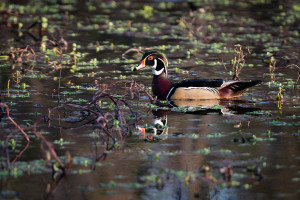 Wood Duck - Newport News, VA