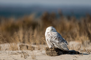 Snowy Owl - Chincoteague NWR, VA