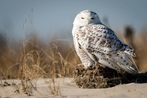 Snowy Owl - Chincoteague NWR, VA