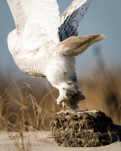 Snowy Owl - Chincoteague NWR, VA