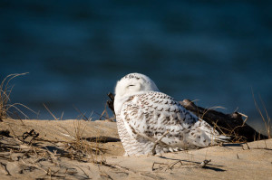 Snowy Owl - Chincoteague NWR, VA