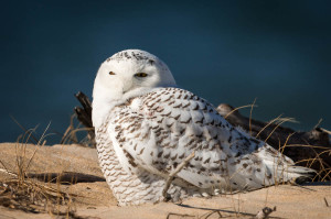 Snowy Owl - Chincoteague NWR, VA