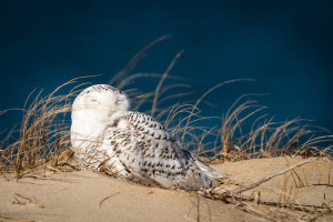 Snowy Owl - Chincoteague NWR, VA