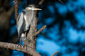 Great Blue Heron - Chincoteague NWR, VA