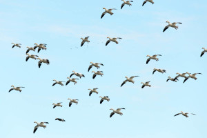 Snow Geese - Chincoteague NWR, VA