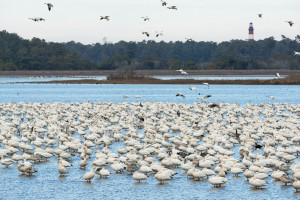 Snow Geese - Chincoteague NWR, VA