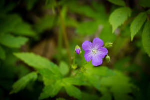 Purple Phacelia - Porter's Creek Trail - GSMNP, TN