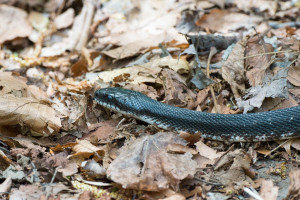 Rat Snake - Porter's Creek Trail - GSMNP, TN