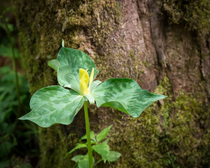 Yellow Trillium - Porter's Creek Trail - GSMNP, TN