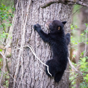 Black Bear - Cades Cove - GSMNP, TN