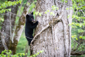 Black Bear - Cades Cove - GSMNP, TN