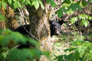 Black Bear - Cades Cove - GSMNP, TN