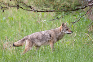 Coyote - Cades Cove - GSMNP, TN