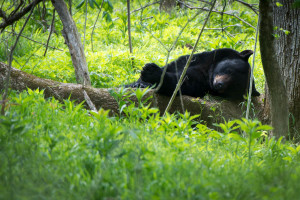 Black Bear - Cades Cove - GSMNP, TN