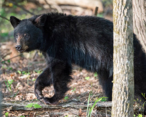 Black Bear - Cades Cove - GSMNP, TN