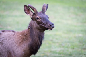 Elk - Oconoluftee VC - GSMNP, NC