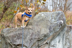 Paddy - Great Smoky Mountains NP