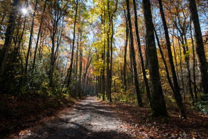 Parson Branch Road - Great Smoky Mountains NP