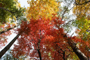 Rich Mountain - Great Smoky Mountains NP