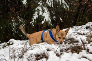 Paddy at our Cabin - Hatcher Mountain - Wears Valley, TN